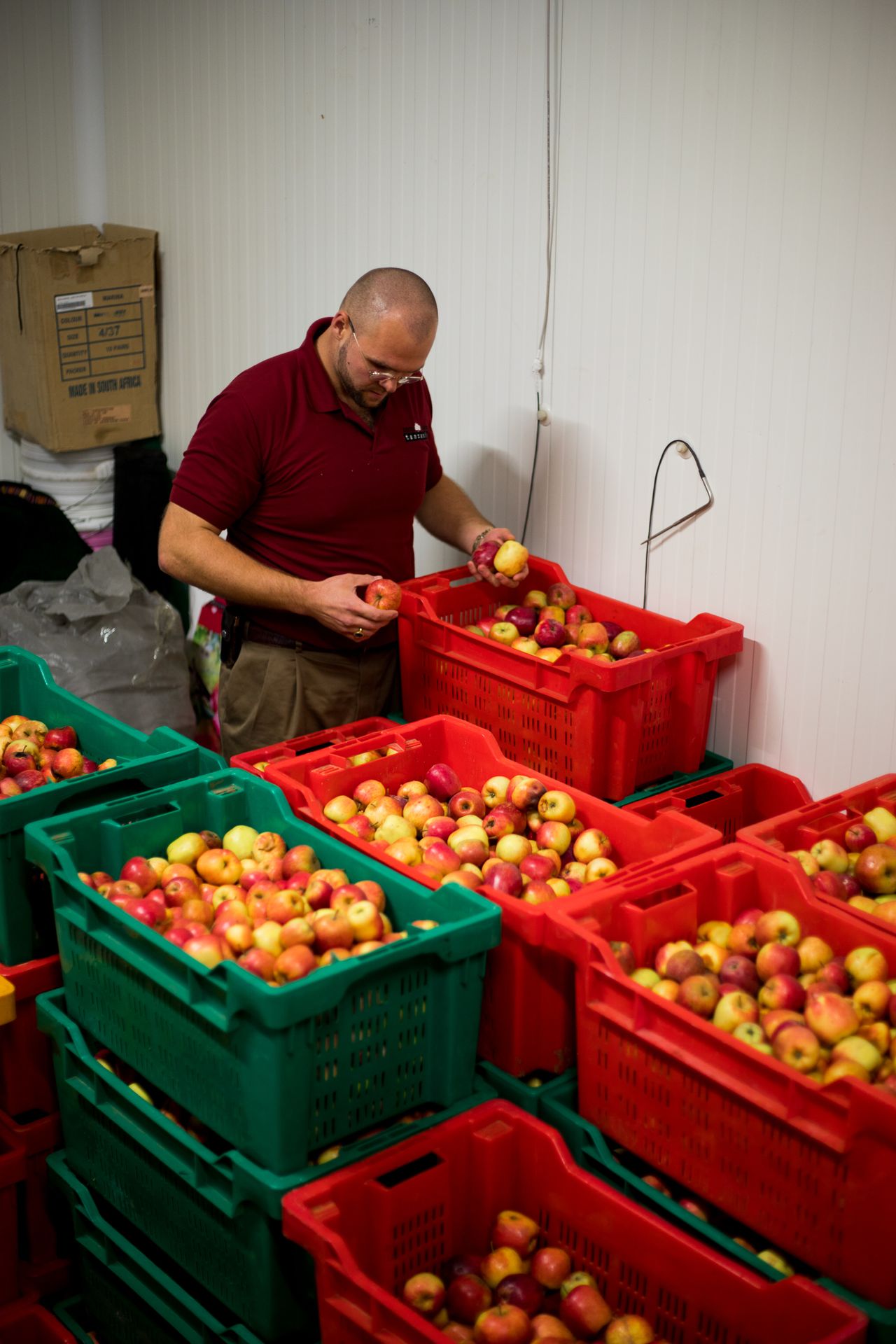 export-apple-trees-high-yield-equatorial-varieties-tamu-tamu